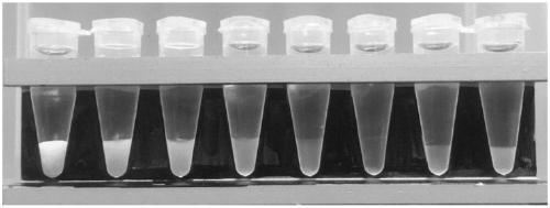 Water-in-oil transparent crude emulsion with phase separation and application thereof