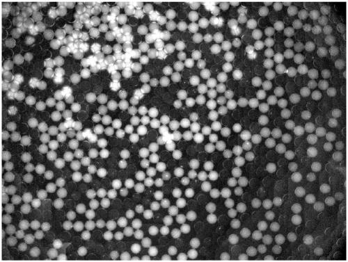 Water-in-oil transparent crude emulsion with phase separation and application thereof