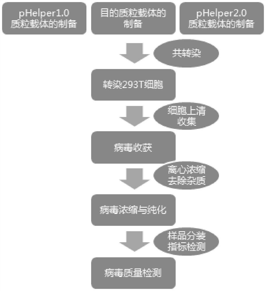 Biological agent for treating arthritis as well as preparation method and application of biological agent