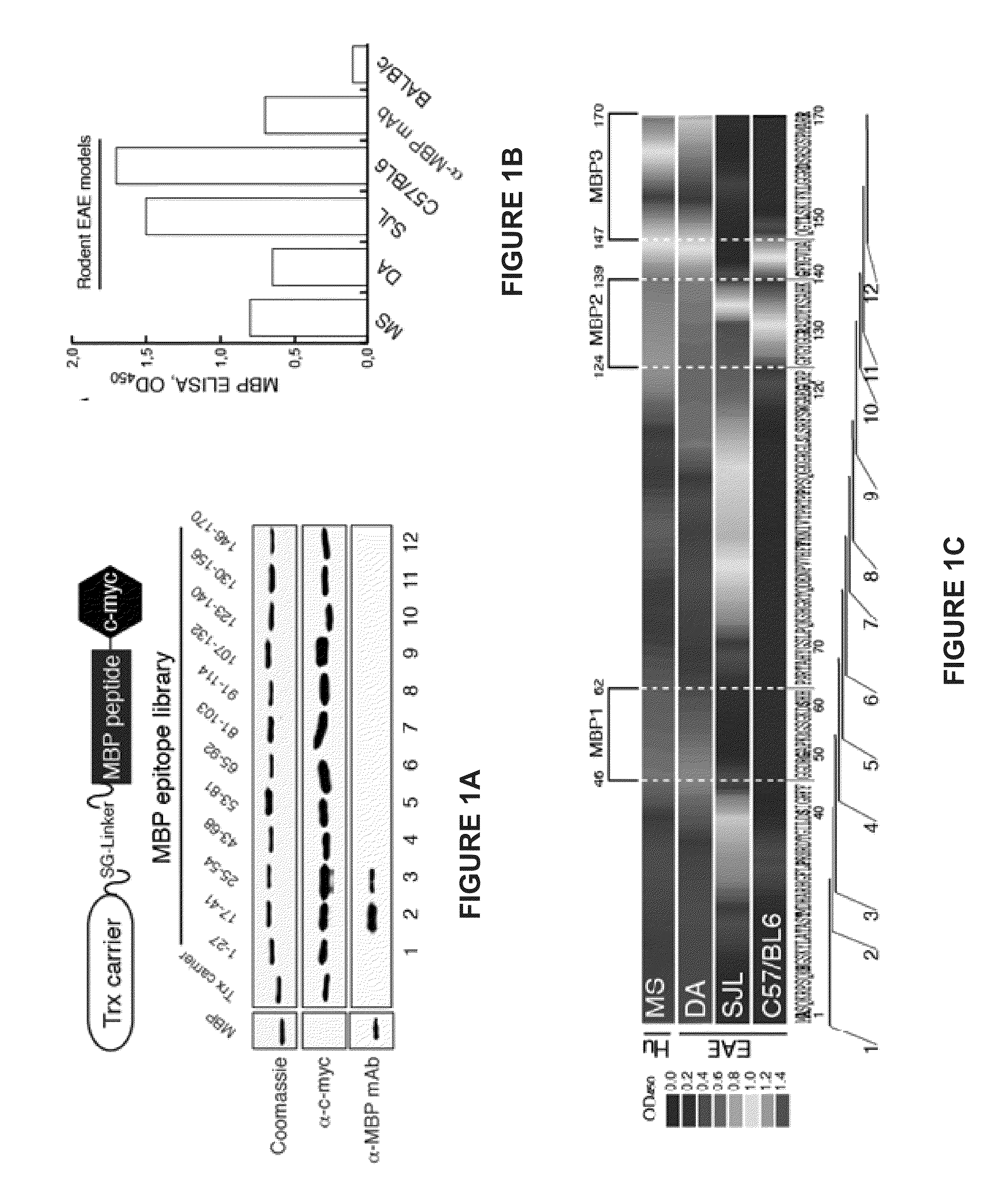 Liposomes containing oligopeptide fragments of myelin basic protein, a pharmaceutical composition and a method for treatment of multiple sclerosis