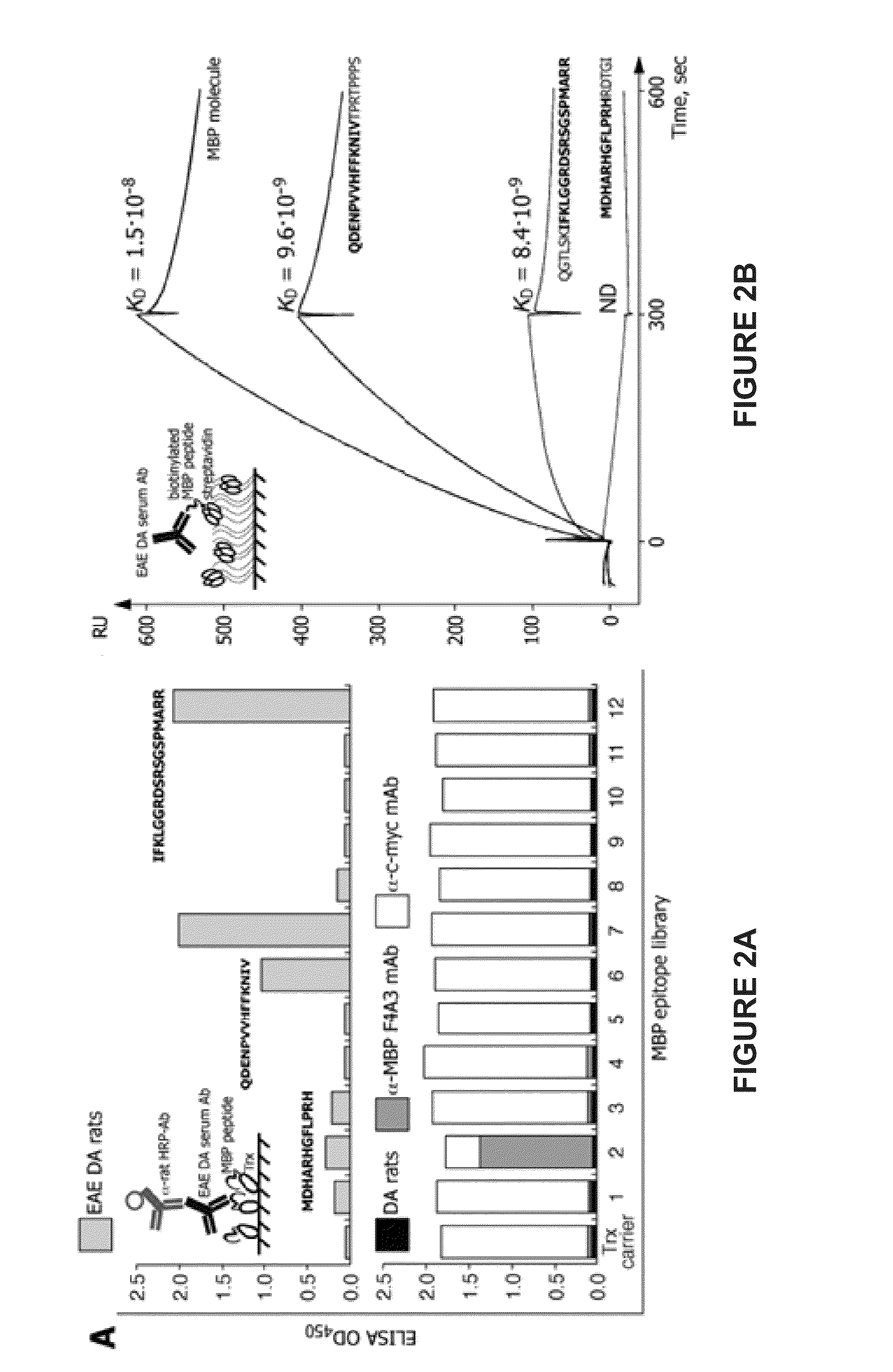 Liposomes containing oligopeptide fragments of myelin basic protein, a pharmaceutical composition and a method for treatment of multiple sclerosis