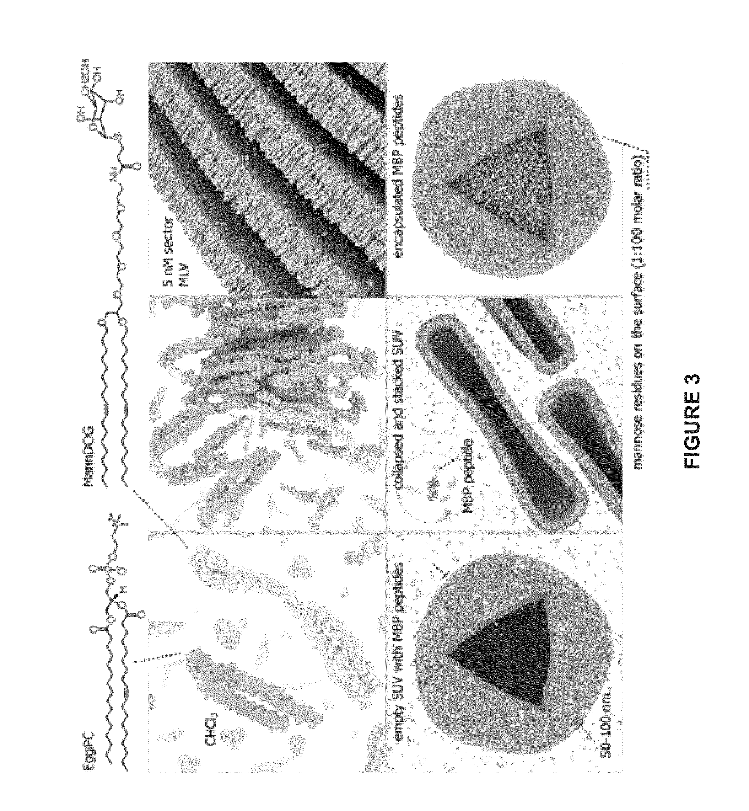 Liposomes containing oligopeptide fragments of myelin basic protein, a pharmaceutical composition and a method for treatment of multiple sclerosis