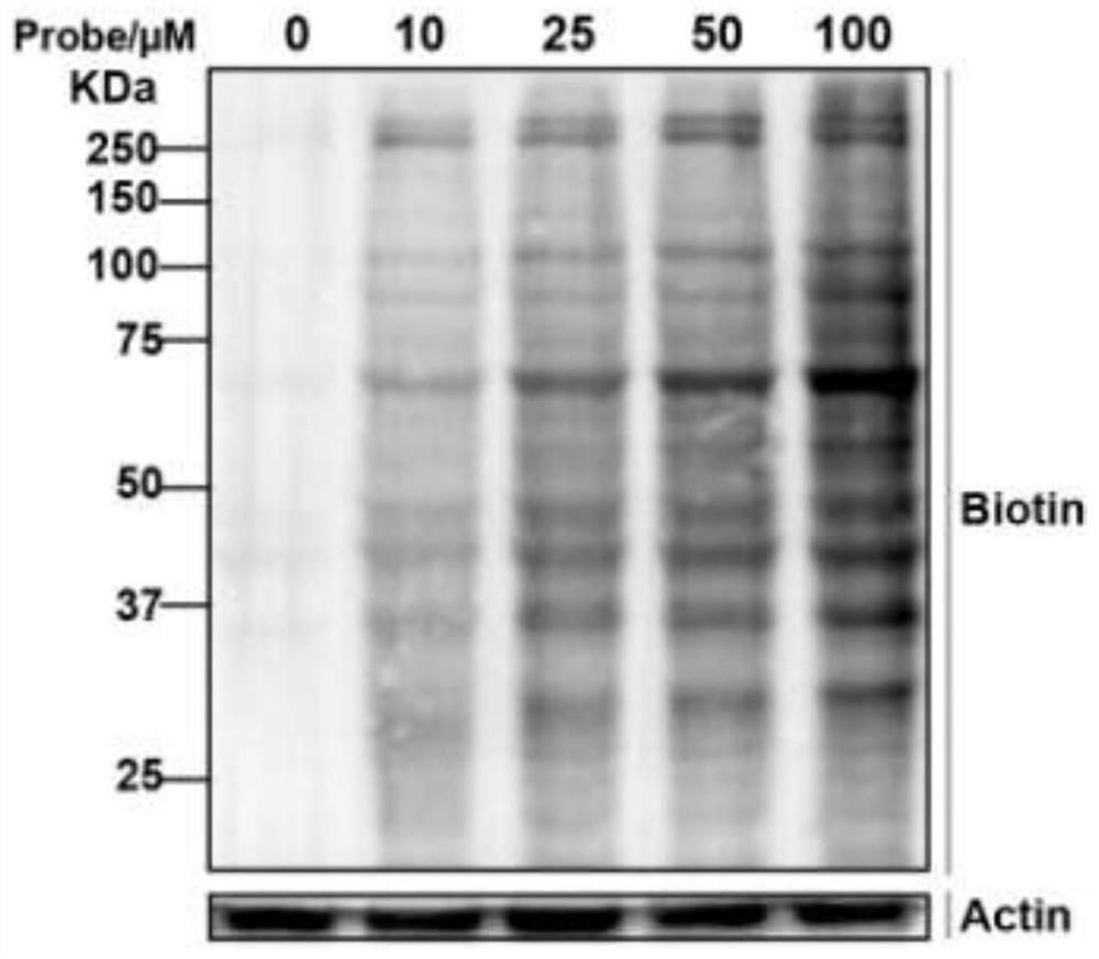 A biotin-labeled ebselen probe and its preparation method and application