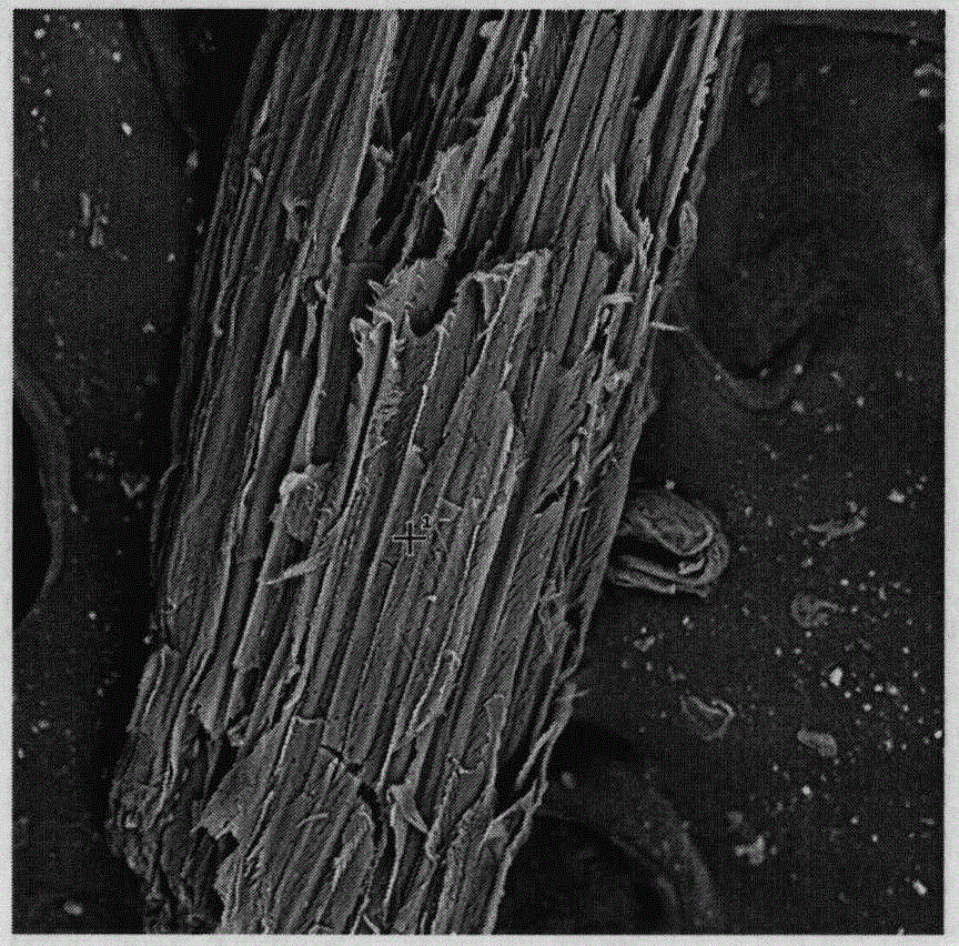 A kind of bagasse pretreatment method of activating surface groups