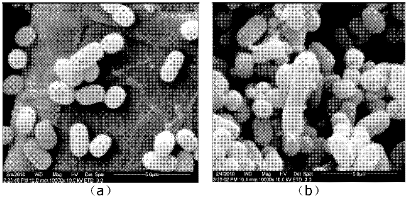 Synechococcus engineering bacterium capable of improving yield of cellulose, and preparation method and application thereof