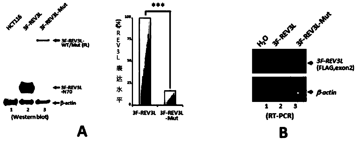 Human REV3L protein cleavage inhibitor and application thereof