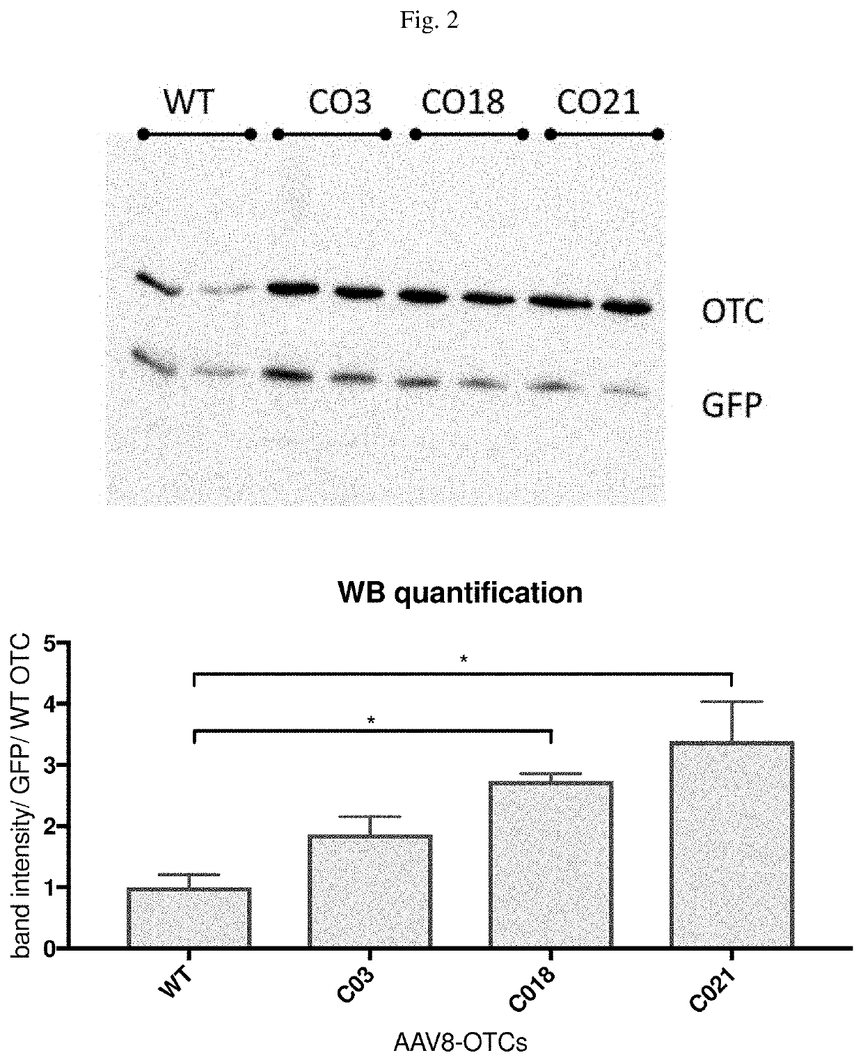 Methods and compositions of otc constructs and vectors