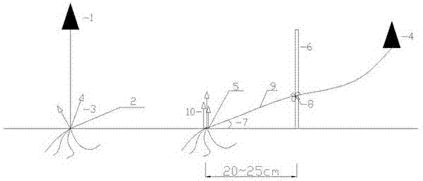 Method for promoting fir root germination