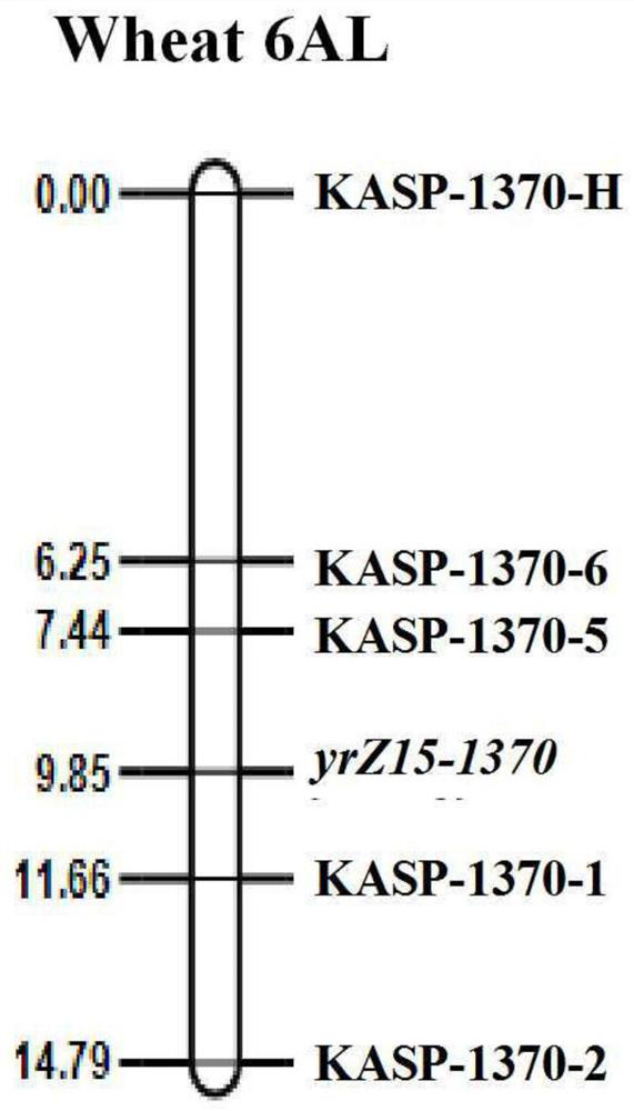 Wheat stripe rust resistance gene yrZ15-1370 as well as molecular marker and application thereof