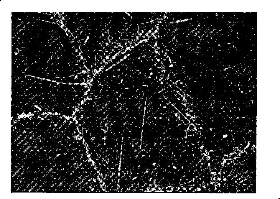 Process for preparing TiBw/Ti alloy-based composite material