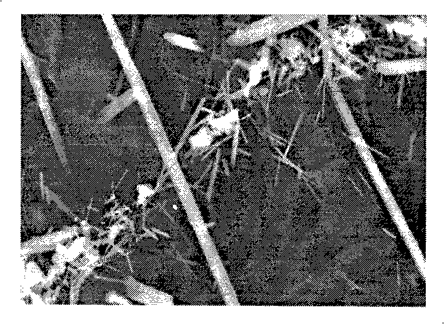 Process for preparing TiBw/Ti alloy-based composite material