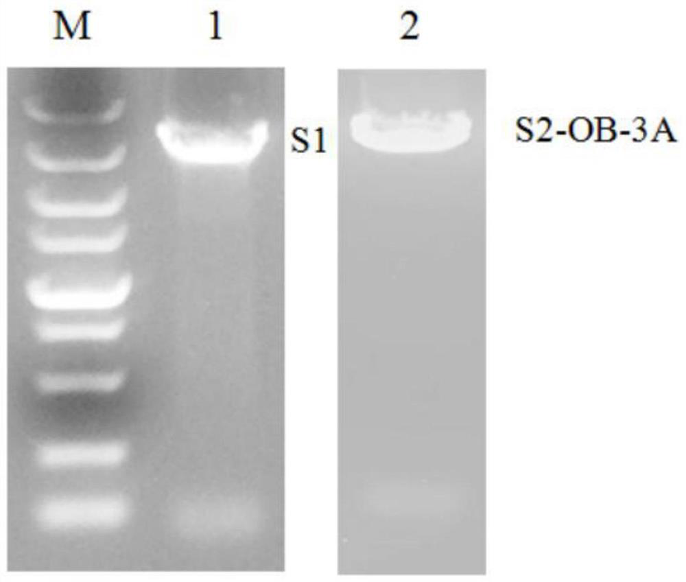 Recombinant O-type foot-and-mouth disease virus epitope gene Seneca recombinant virus, recombinant vaccine and its preparation method and application