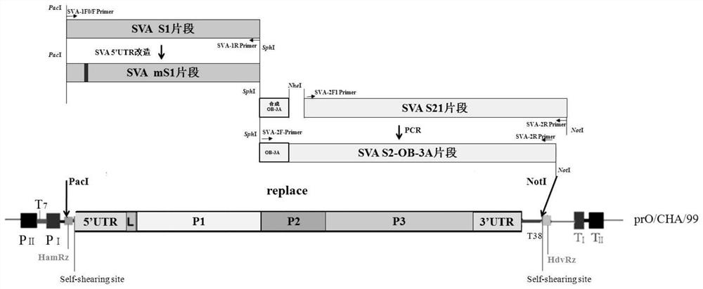 Recombinant O-type foot-and-mouth disease virus epitope gene Seneca recombinant virus, recombinant vaccine and its preparation method and application