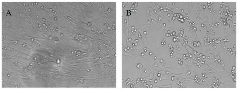 Recombinant O-type foot-and-mouth disease virus epitope gene Seneca recombinant virus, recombinant vaccine and its preparation method and application