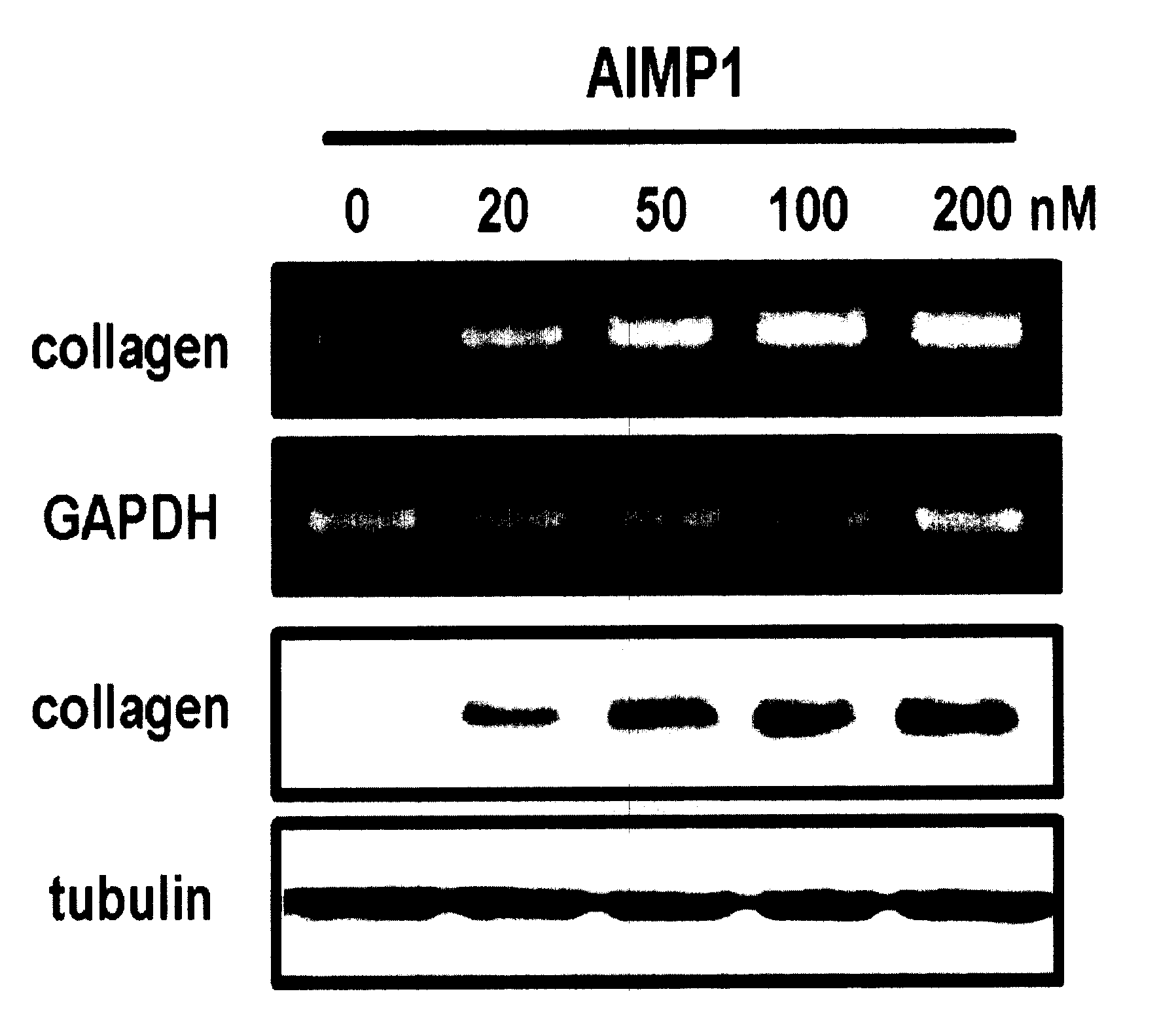 Method for stimulation collagen synthesis and/or kgf expression