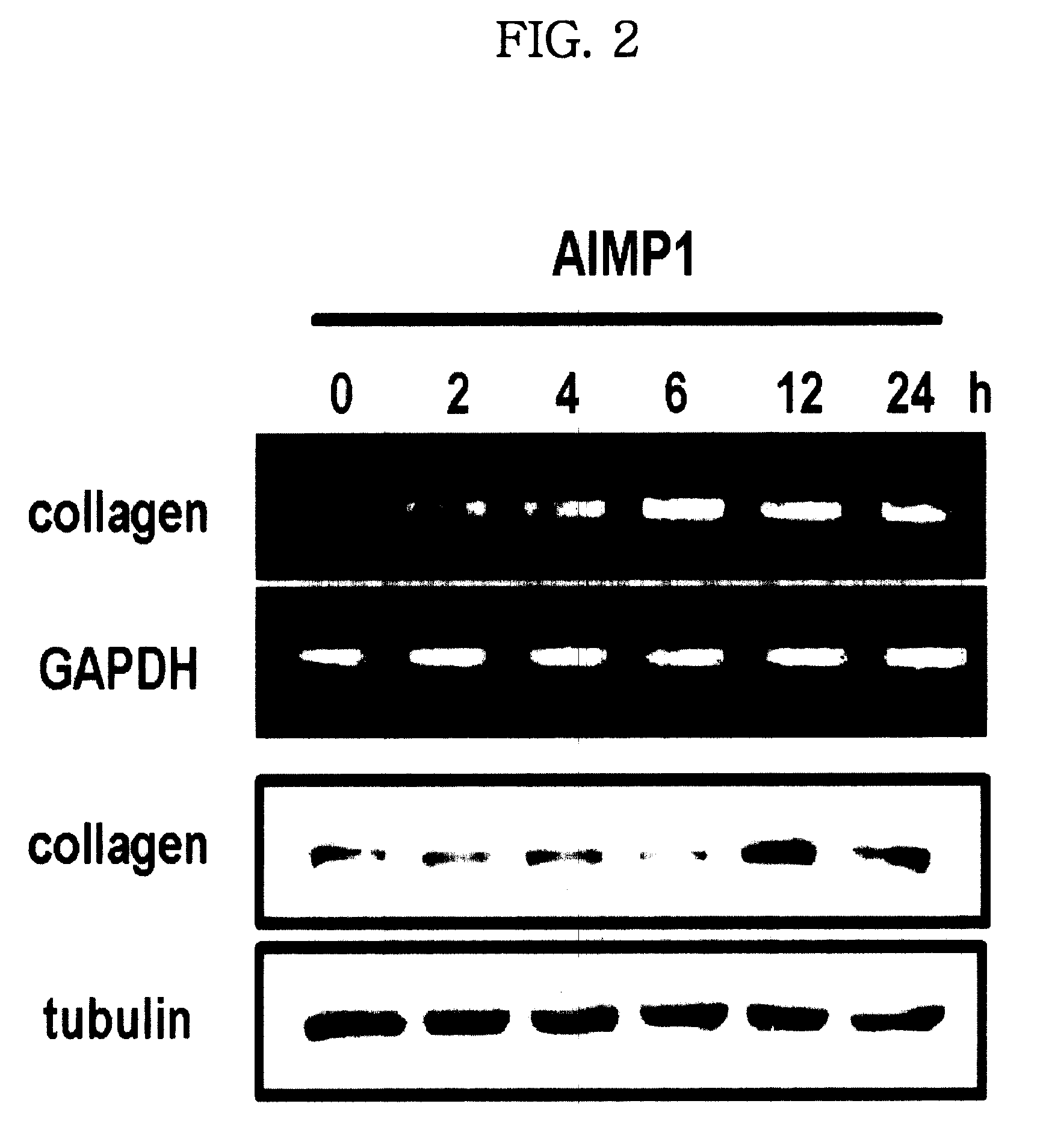 Method for stimulation collagen synthesis and/or kgf expression