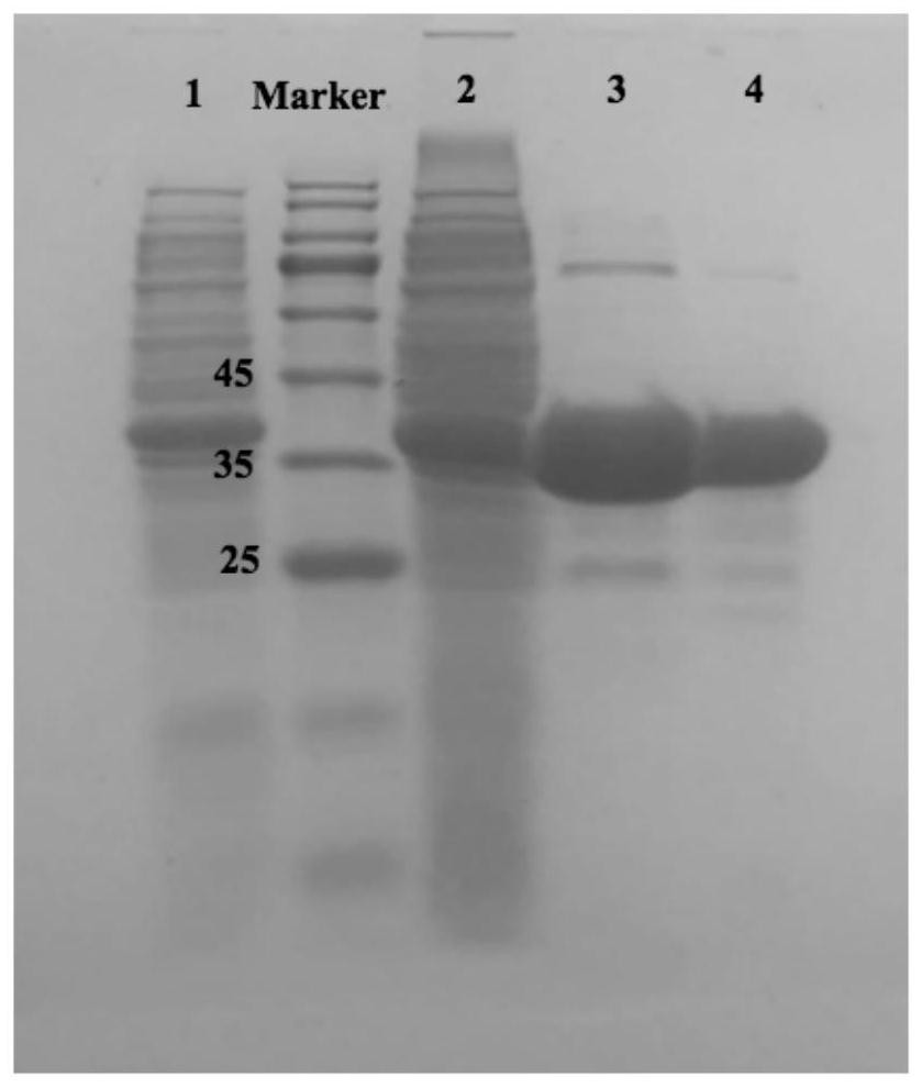 Genetically engineered bacterium of bile salt hydrolase, bile salt hydrolase and application of bile salt hydrolase