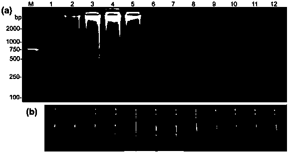 A kind of litchi peronosophthora lamp primer and its rapid detection method