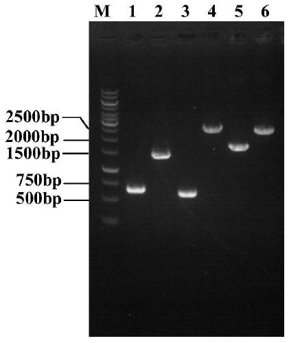 Genetic engineering bacterium for L-theanine production and construction and application thereof