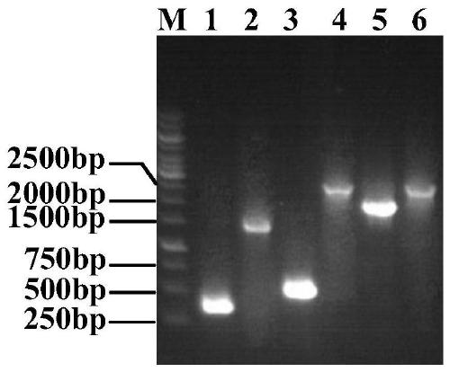 Genetic engineering bacterium for L-theanine production and construction and application thereof