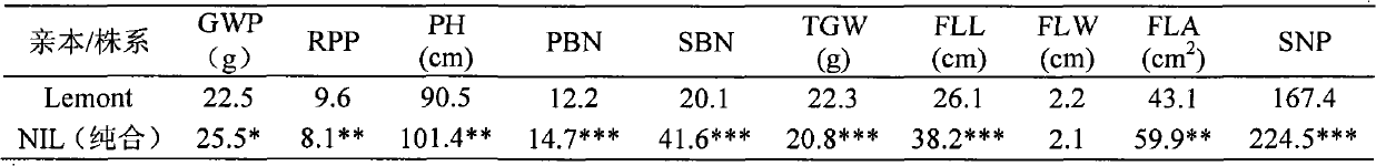 Closely linked molecular marker for novel gene (SS2) of rice sink source