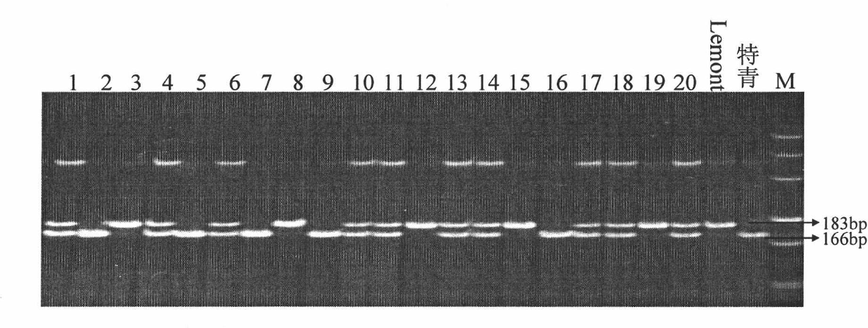 Closely linked molecular marker for novel gene (SS2) of rice sink source