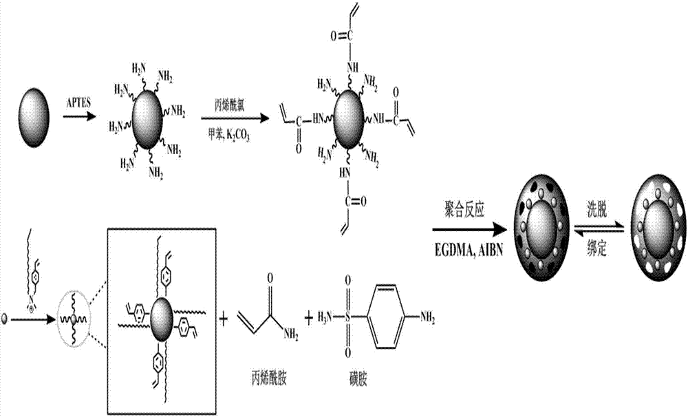 High-specificity sulfanilamide imprinting quantum dot fluorescent sensor and preparation method thereof