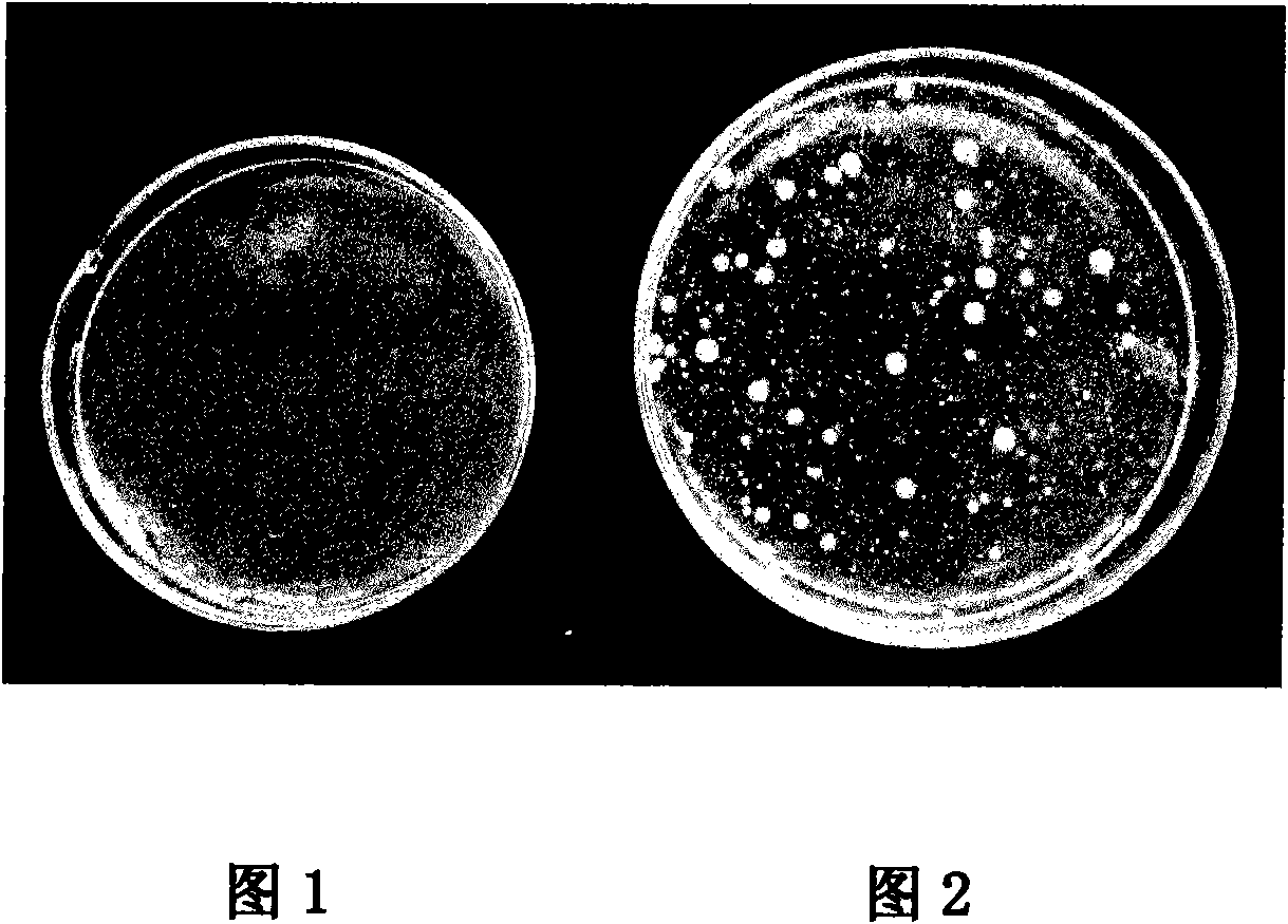 Antibacterium paint and preparation method thereof