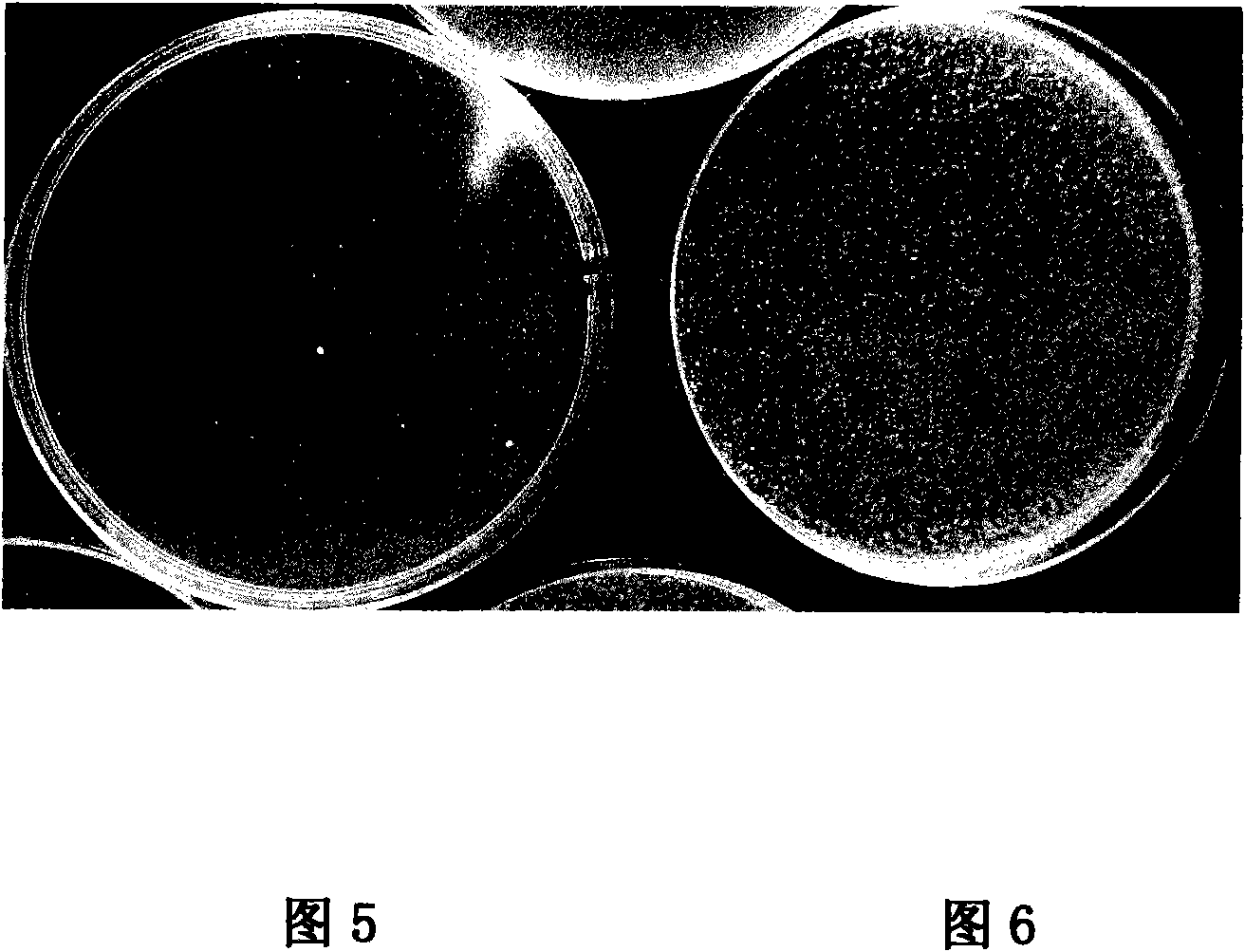 Antibacterium paint and preparation method thereof