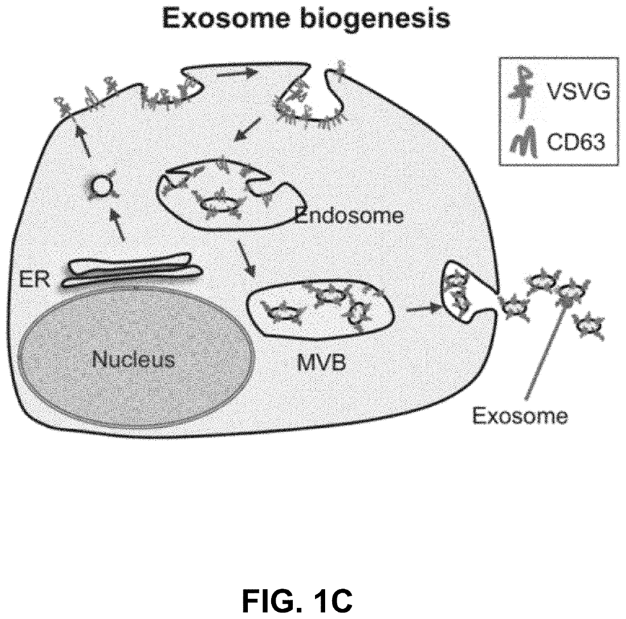 Engineered Exosomes for the Delivery of Bioactive Cargo Using Transmembrane VSV-G