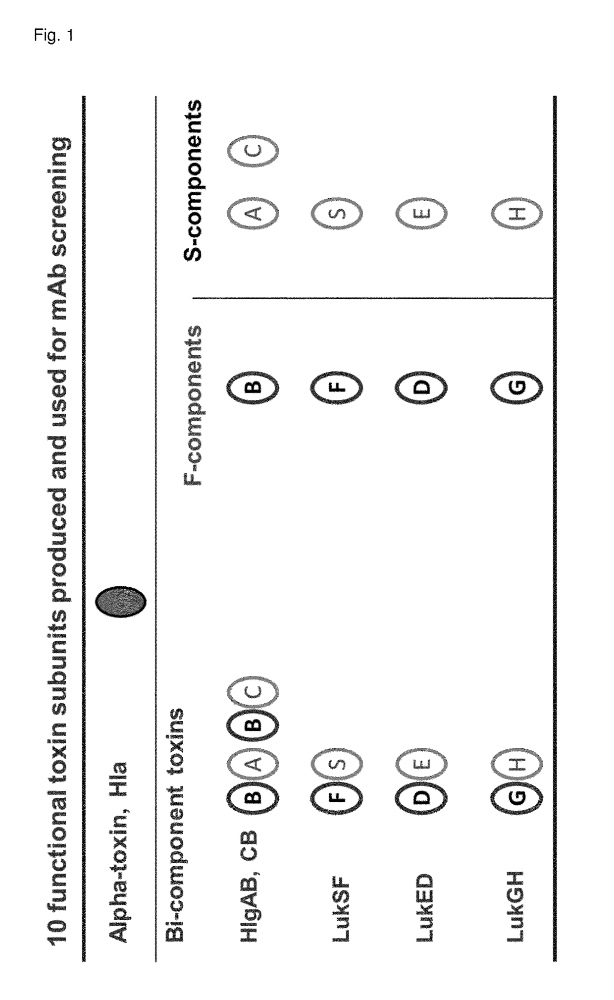 Cross-reactive <i>Staphylococcus aureus </i>antibody