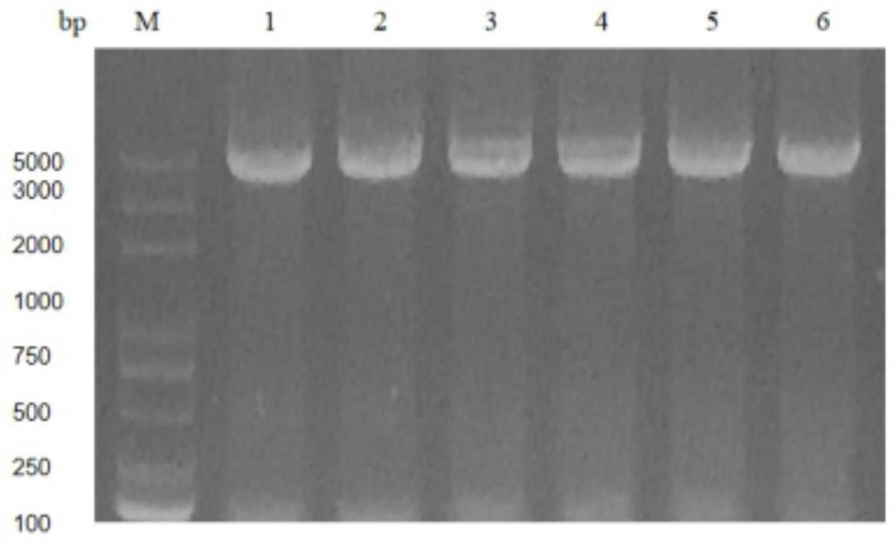 RNA vaccine for feline coronavirus and construction method of RNA vaccine