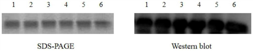 RNA vaccine for feline coronavirus and construction method of RNA vaccine