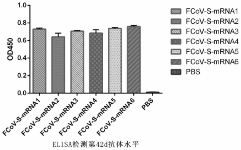 RNA vaccine for feline coronavirus and construction method of RNA vaccine