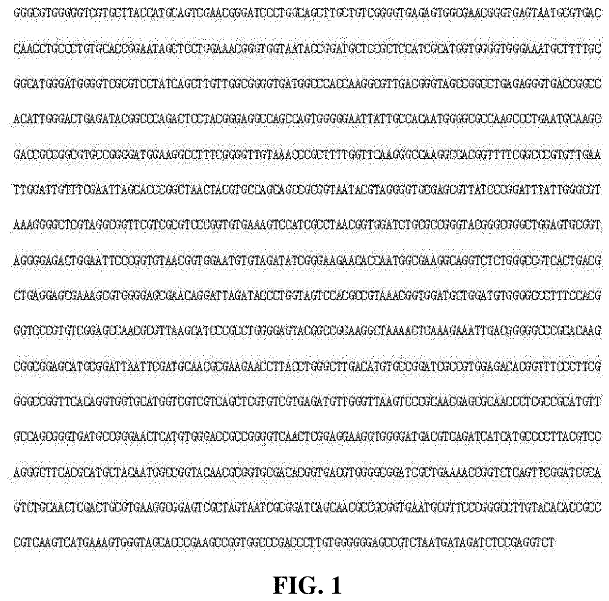 Bifidobacterium animalis subsp. lactis gfc-b09 strain and cosmetic composition containing same