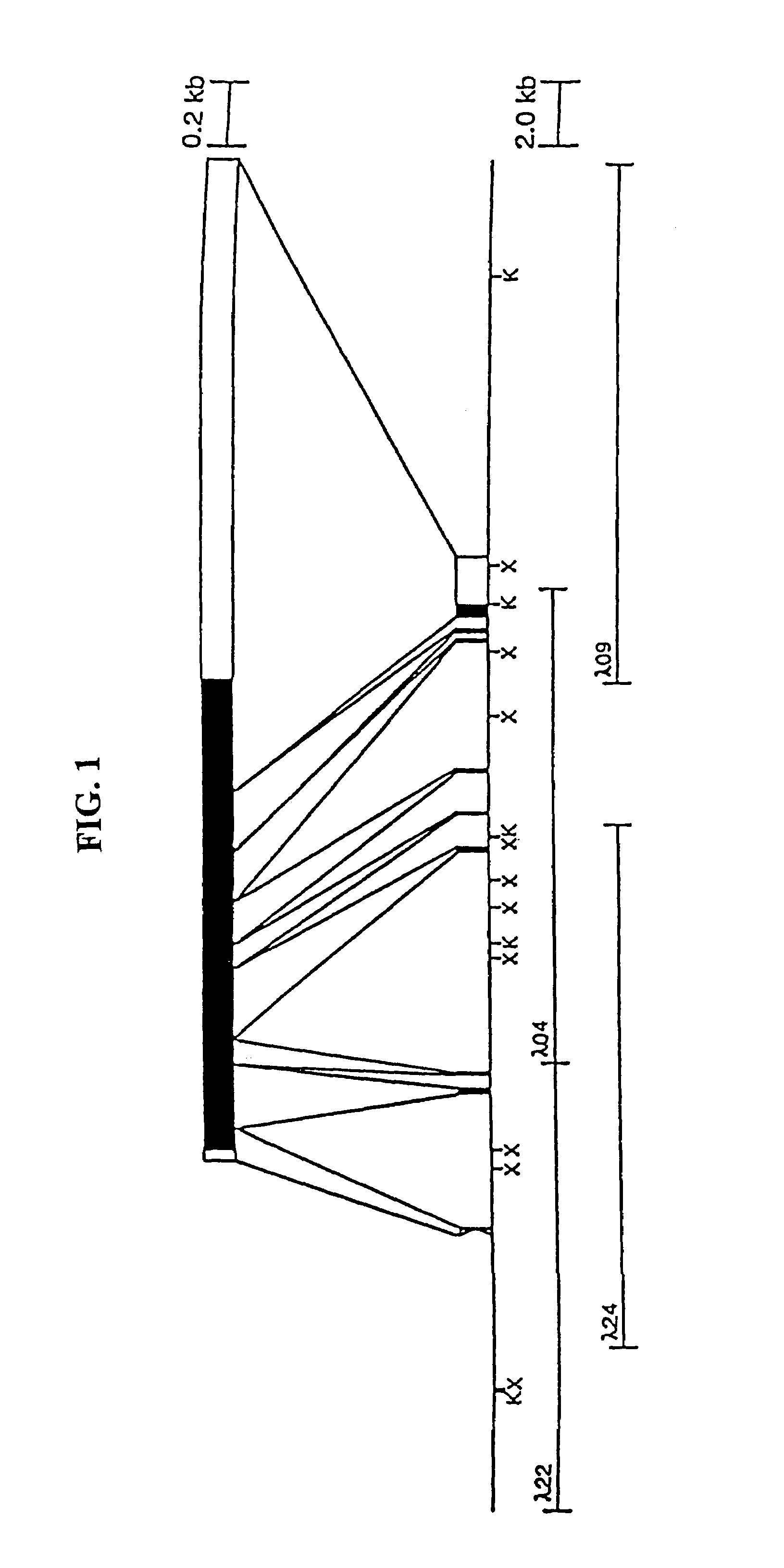 Gabaa receptor epsilon subunits