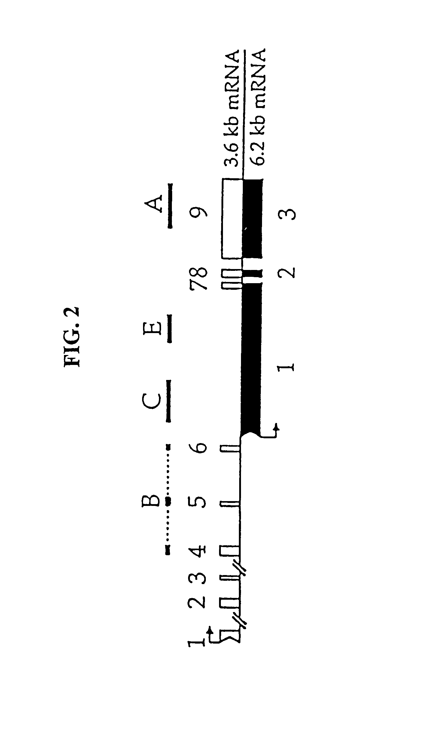 Gabaa receptor epsilon subunits