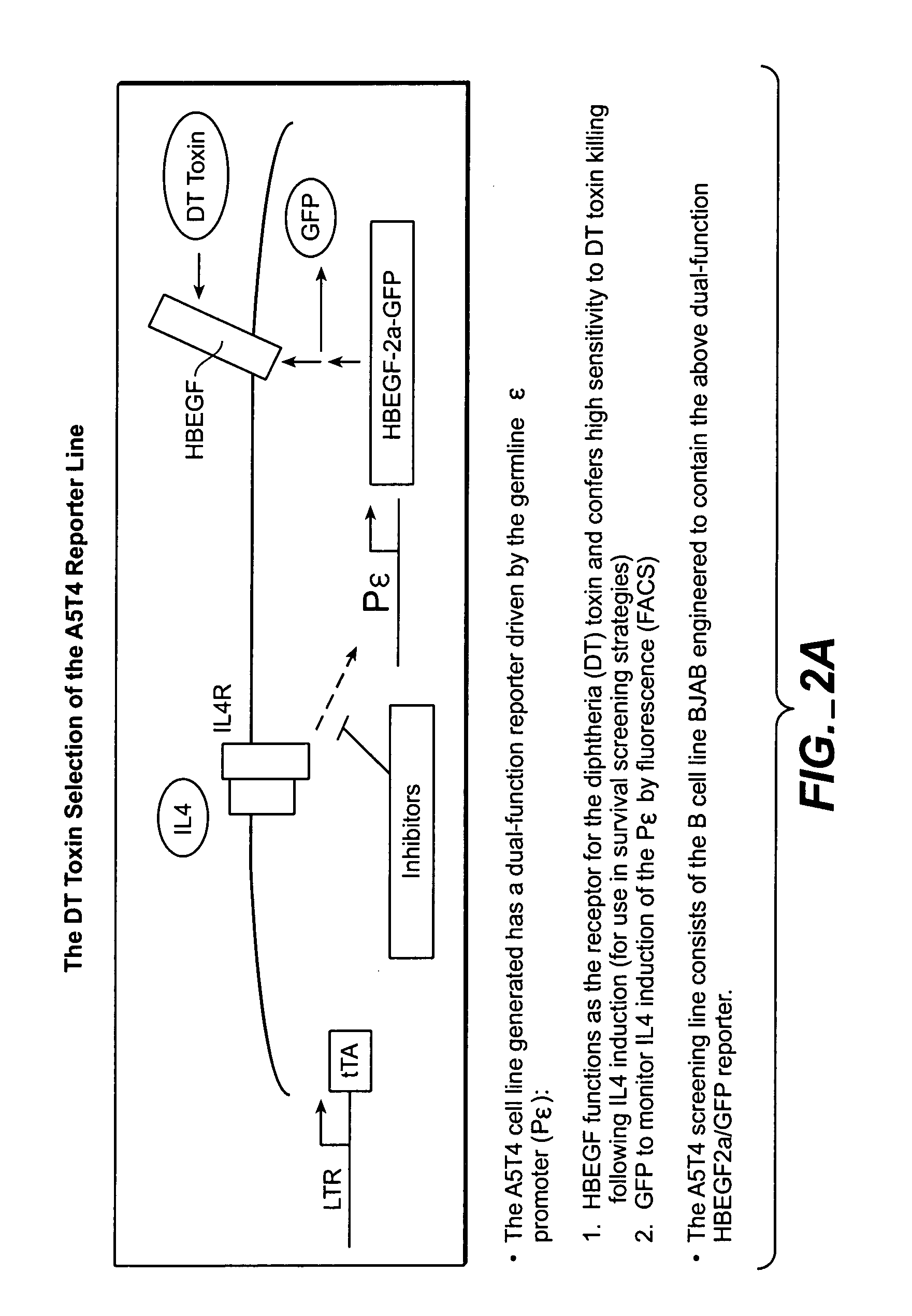 Methods of identifying compounds that modulate IL-4 receptor-mediated IgE synthesis utilizing a c-MYC protein