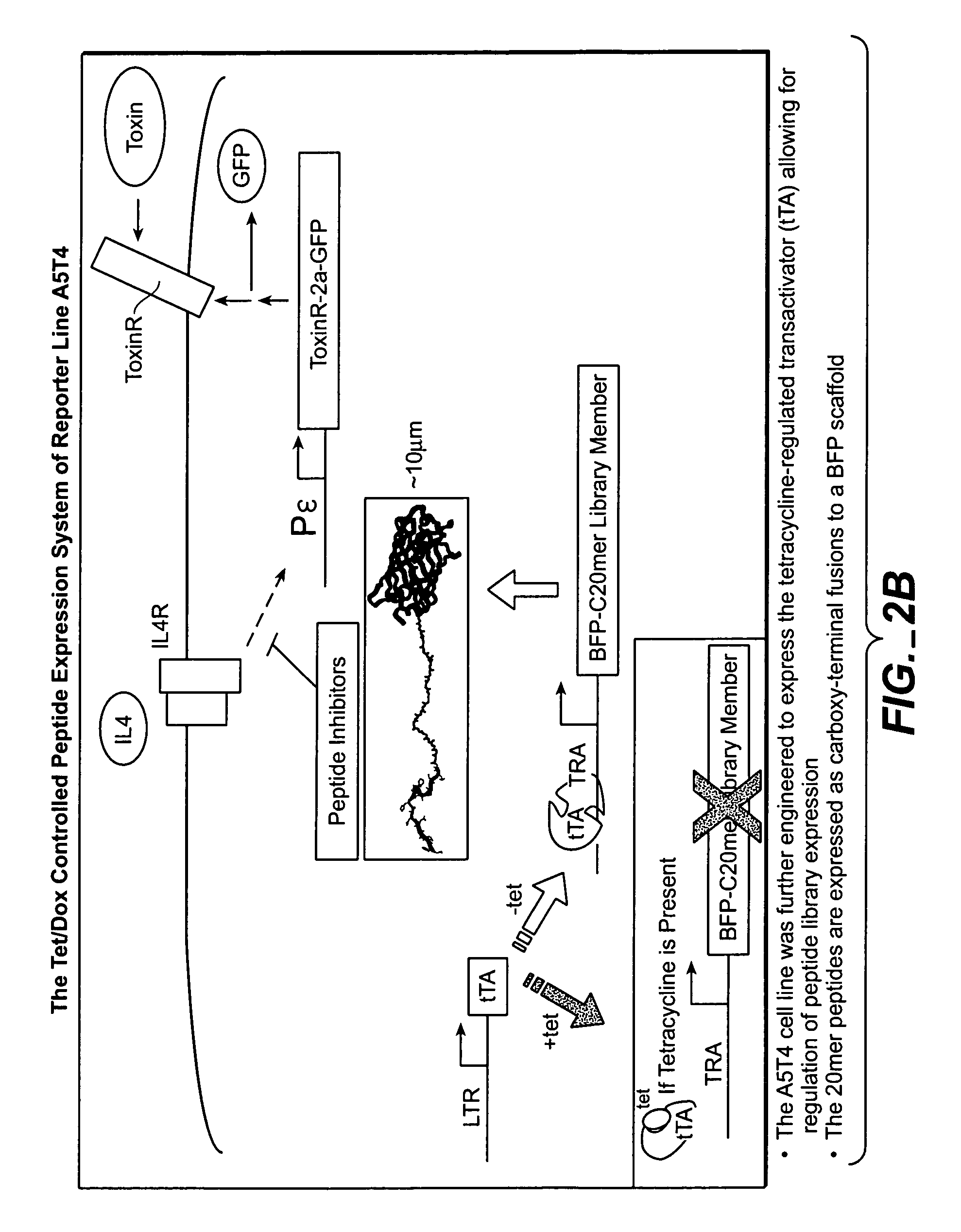 Methods of identifying compounds that modulate IL-4 receptor-mediated IgE synthesis utilizing a c-MYC protein