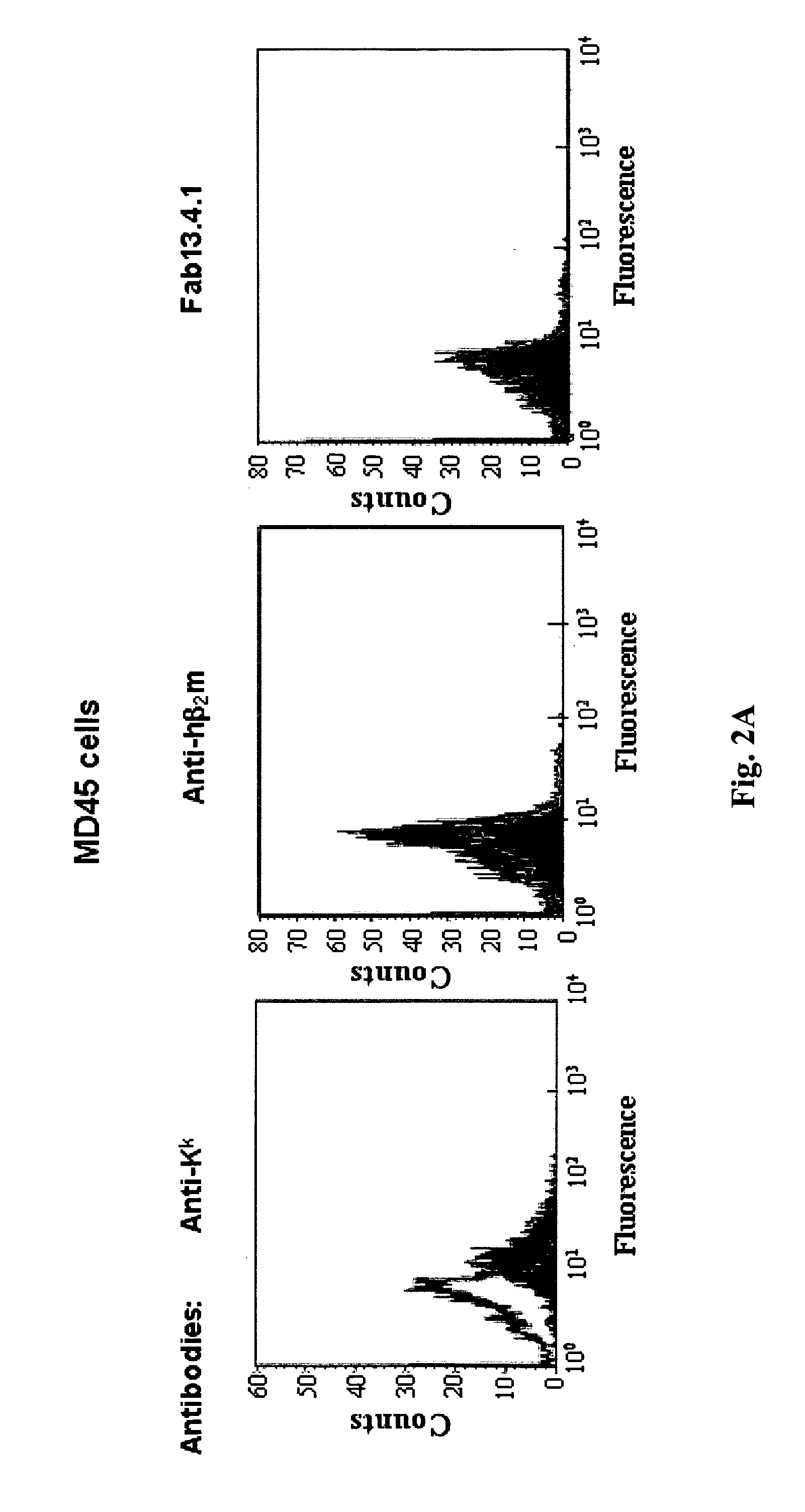 Membrane-anchored beta2 microglobulincovalently linked to MHC class I peptide epitopes