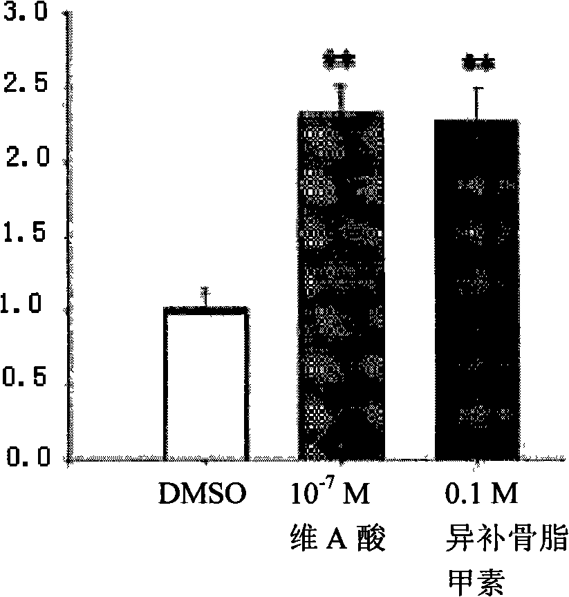 Use of neurocyte differentiated from stem cell induced by isobavachin