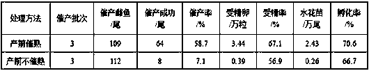 Artificial breeding method of acrossocheilius parallens