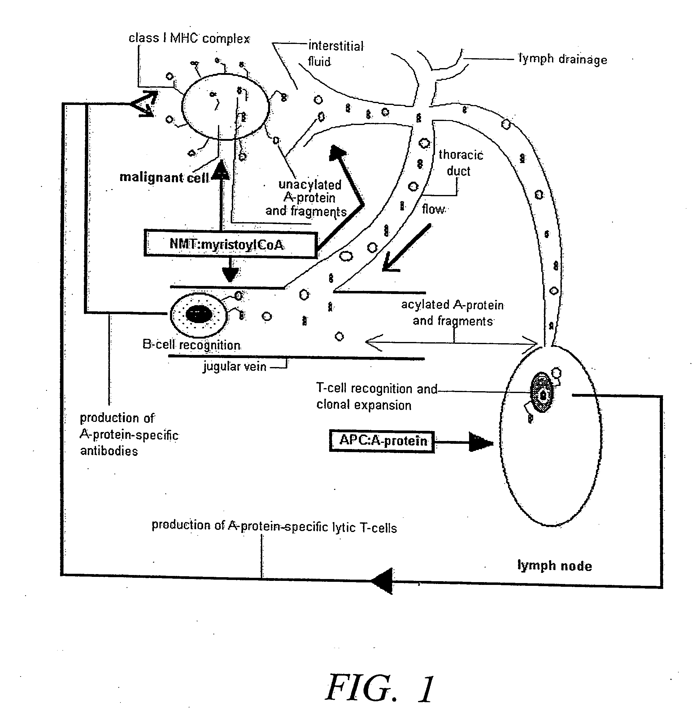 Method of reducing immunological tolerance to malignancy