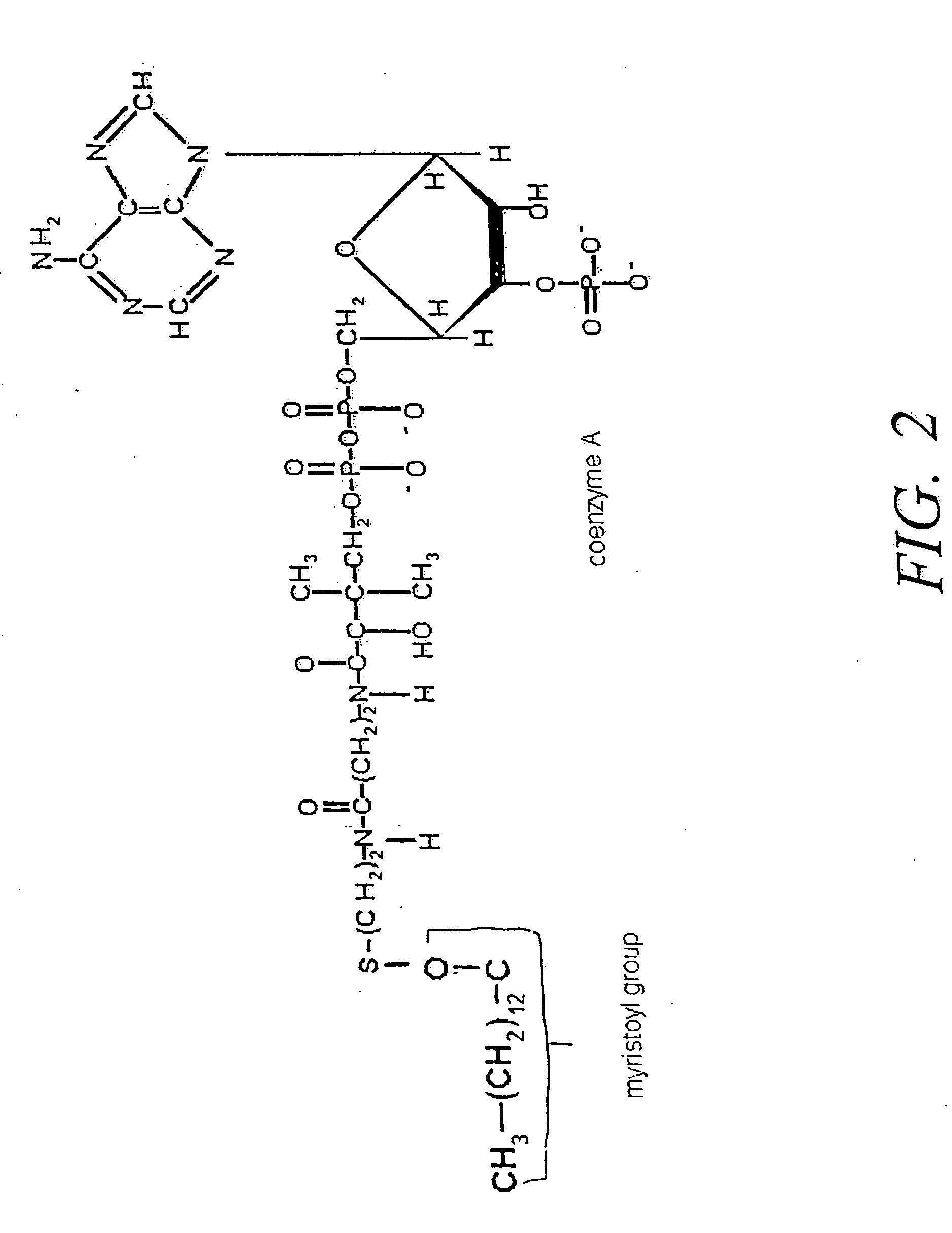 Method of reducing immunological tolerance to malignancy