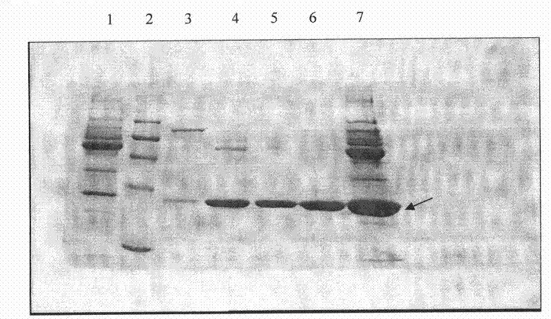 Production process for preparing high-purity ApoA-I (Apolipoprotein A-I) from precipitates of plasma fraction IV