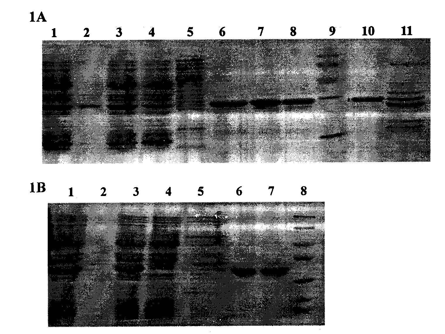 Preparation method of recombinant Fas-associated death domain protein and application thereof