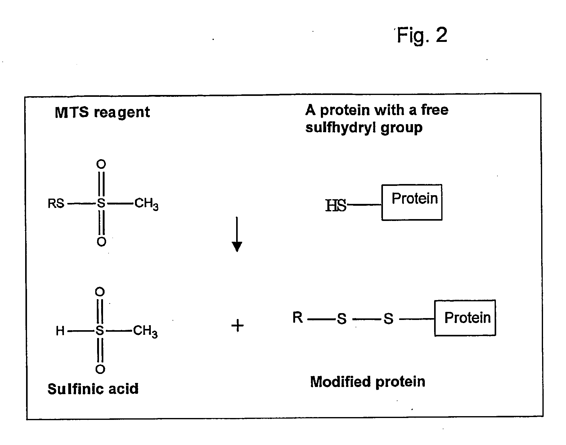 Modified MscL protein channel