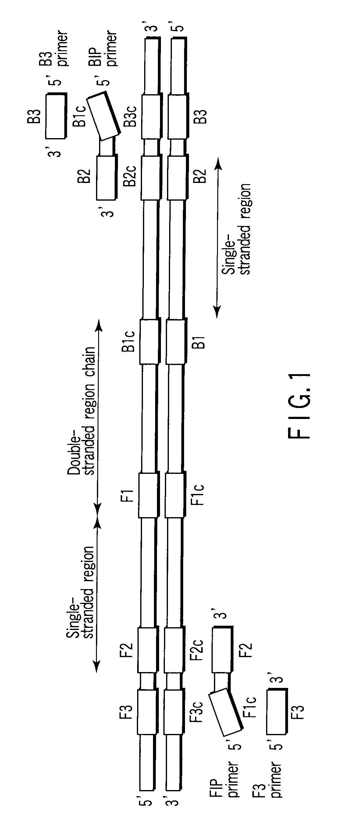 Nucleotide primer set and nucleotide probe for detecting genotype of methylene tetrahydrofolate reductase (MTHFR)