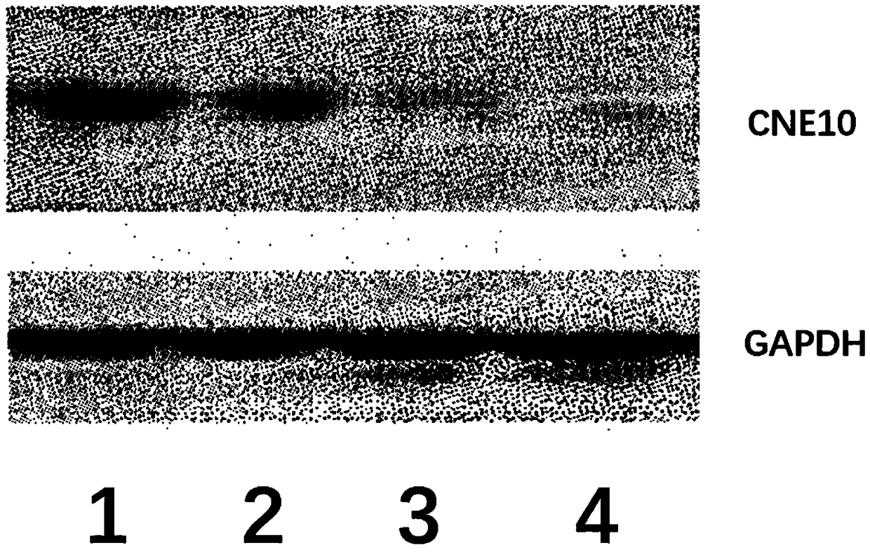 CNE10 gene knockout in epidermal stem cells by using CRISPR-Cas system