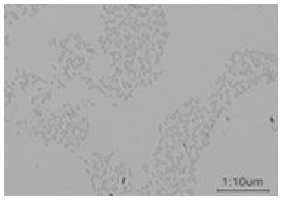 A kind of Serratia crimson rubrum with growth-promoting effect and application thereof